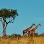 Free Images : nature, prairie, adventure, animal, wildlife, africa ...